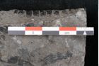 Foto (Detailansicht) von Plantae indet.  (NHMW-GEO-2024-0188-11520)